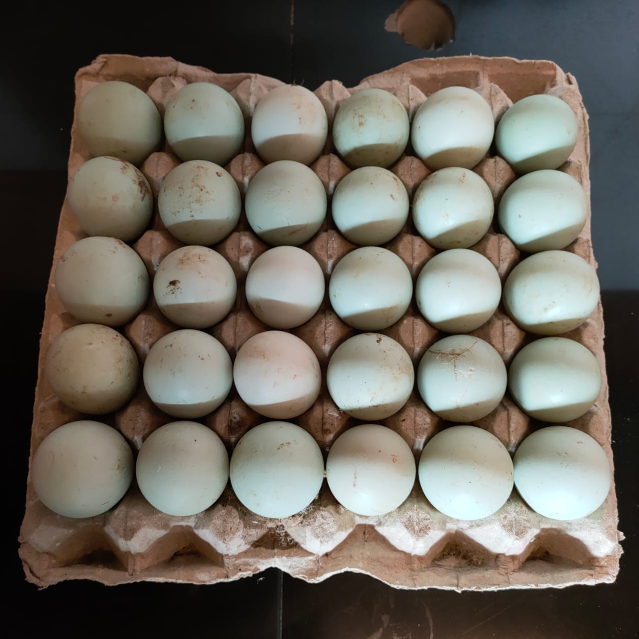 Telur Bebek Segar