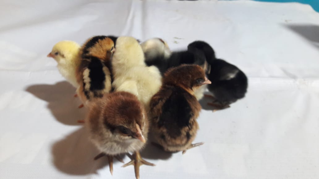 DOC AYAM KUB, BIBIT AYAM