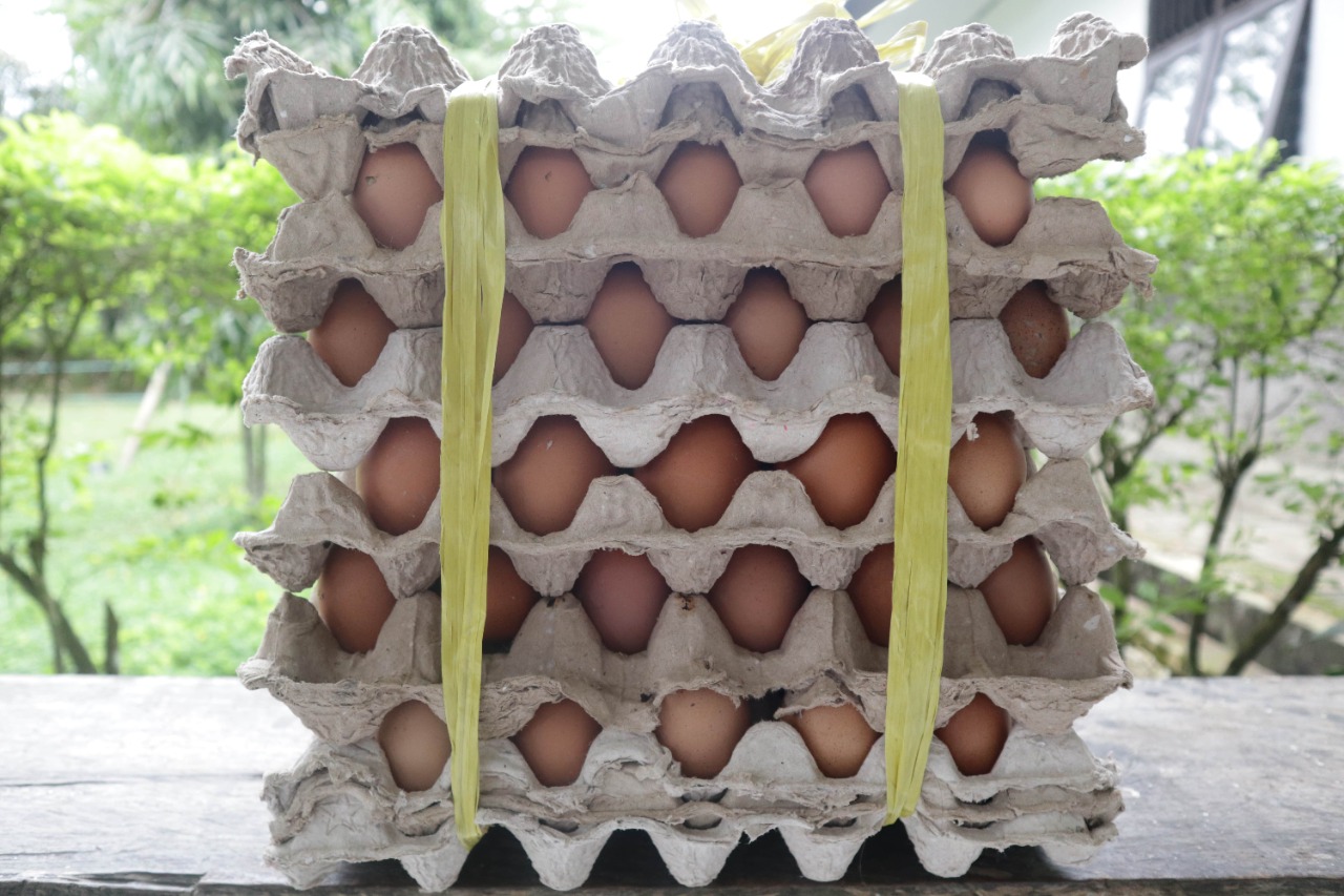 Telur Ayam Ras