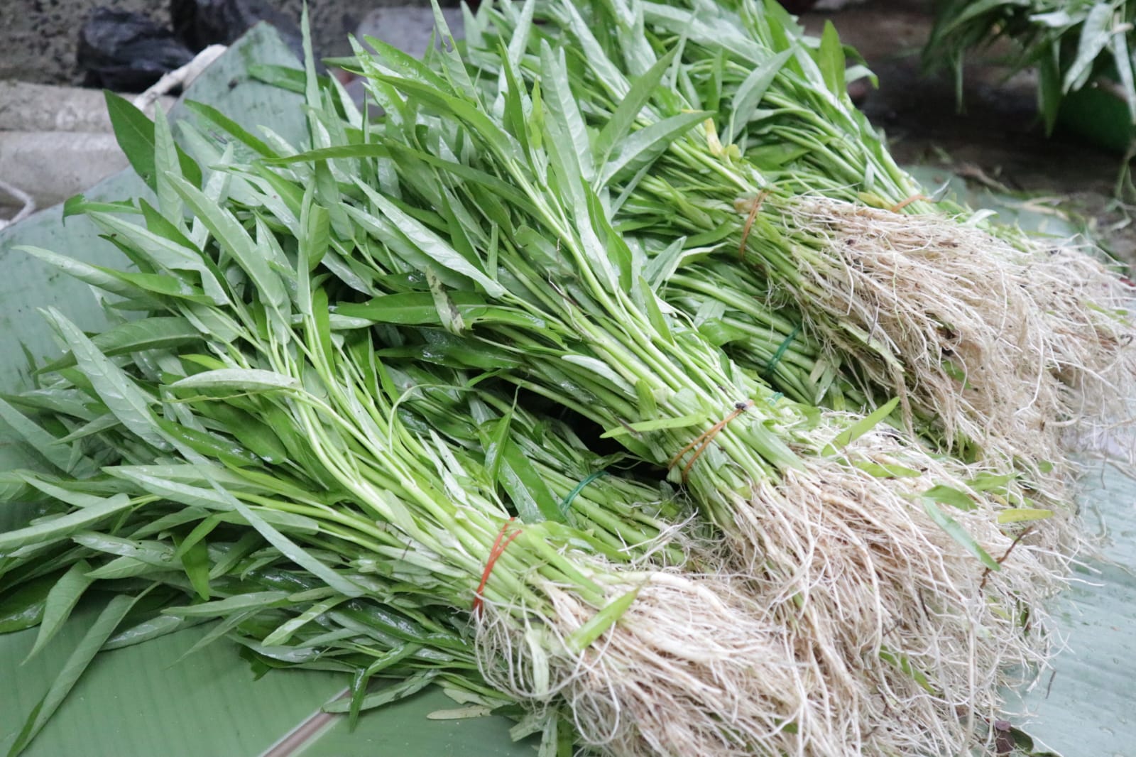 KANGKUNG ORGANIK