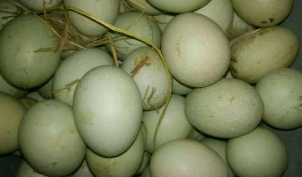 Telur Bebek Kampung Fresh