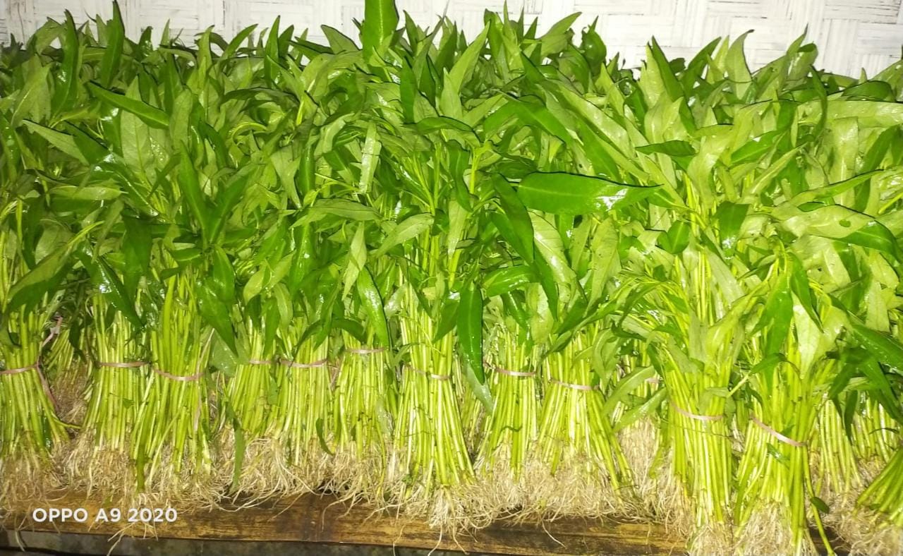Kangkung Segar