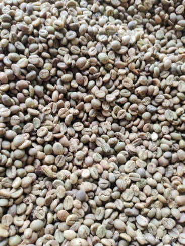 Greenbean Kopi Robusta