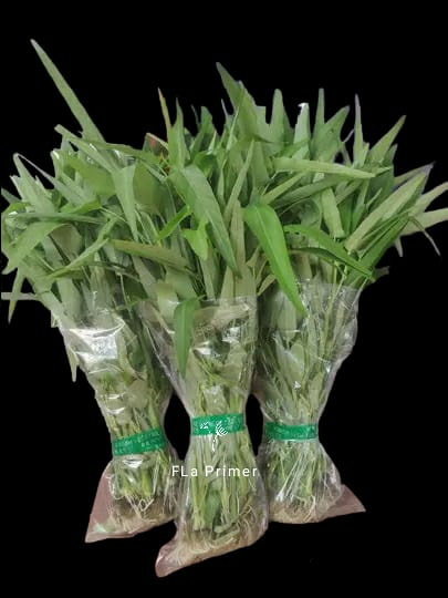 Kangkung Hidroponik
