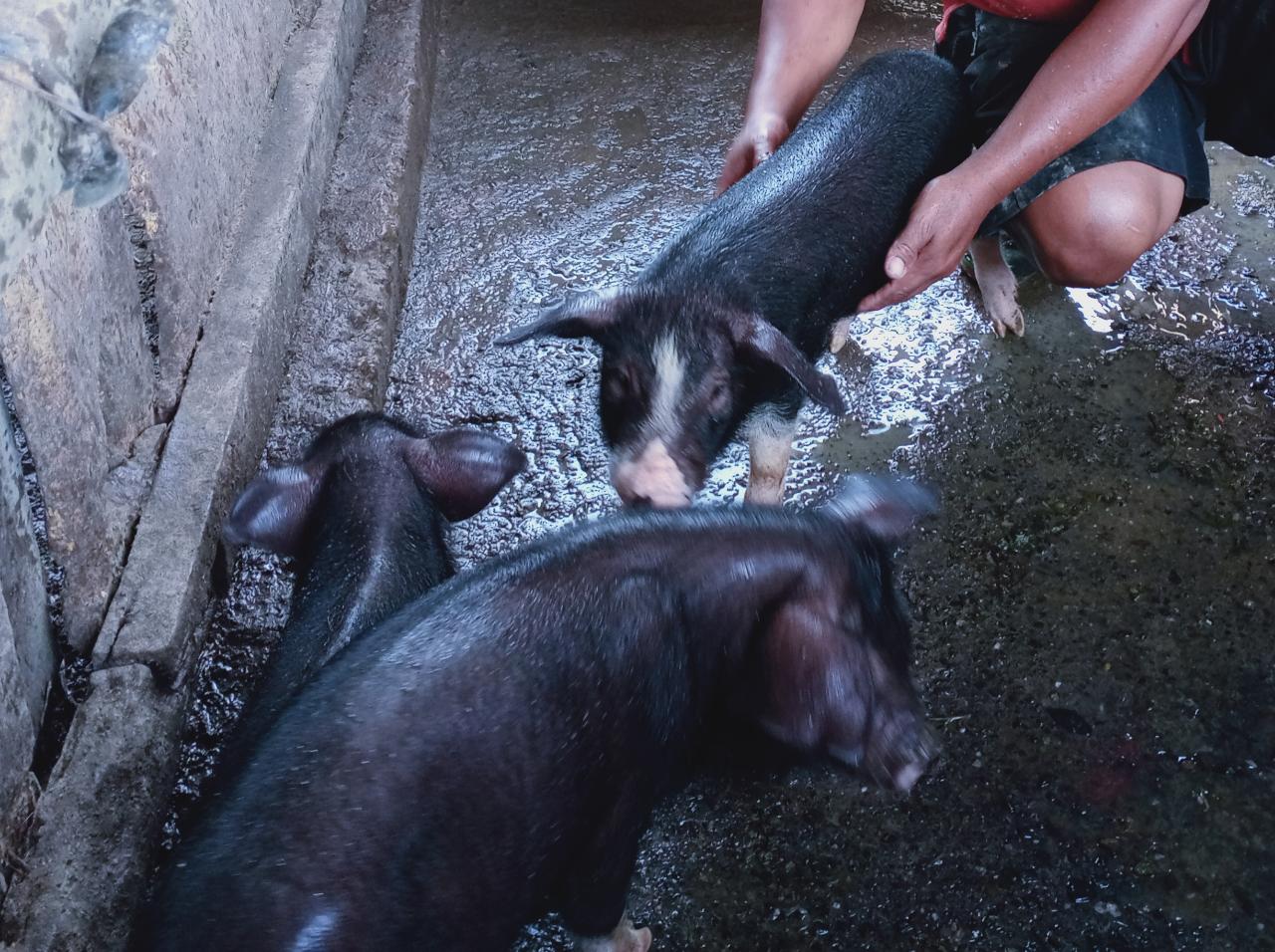 Anakan Babi Lokal