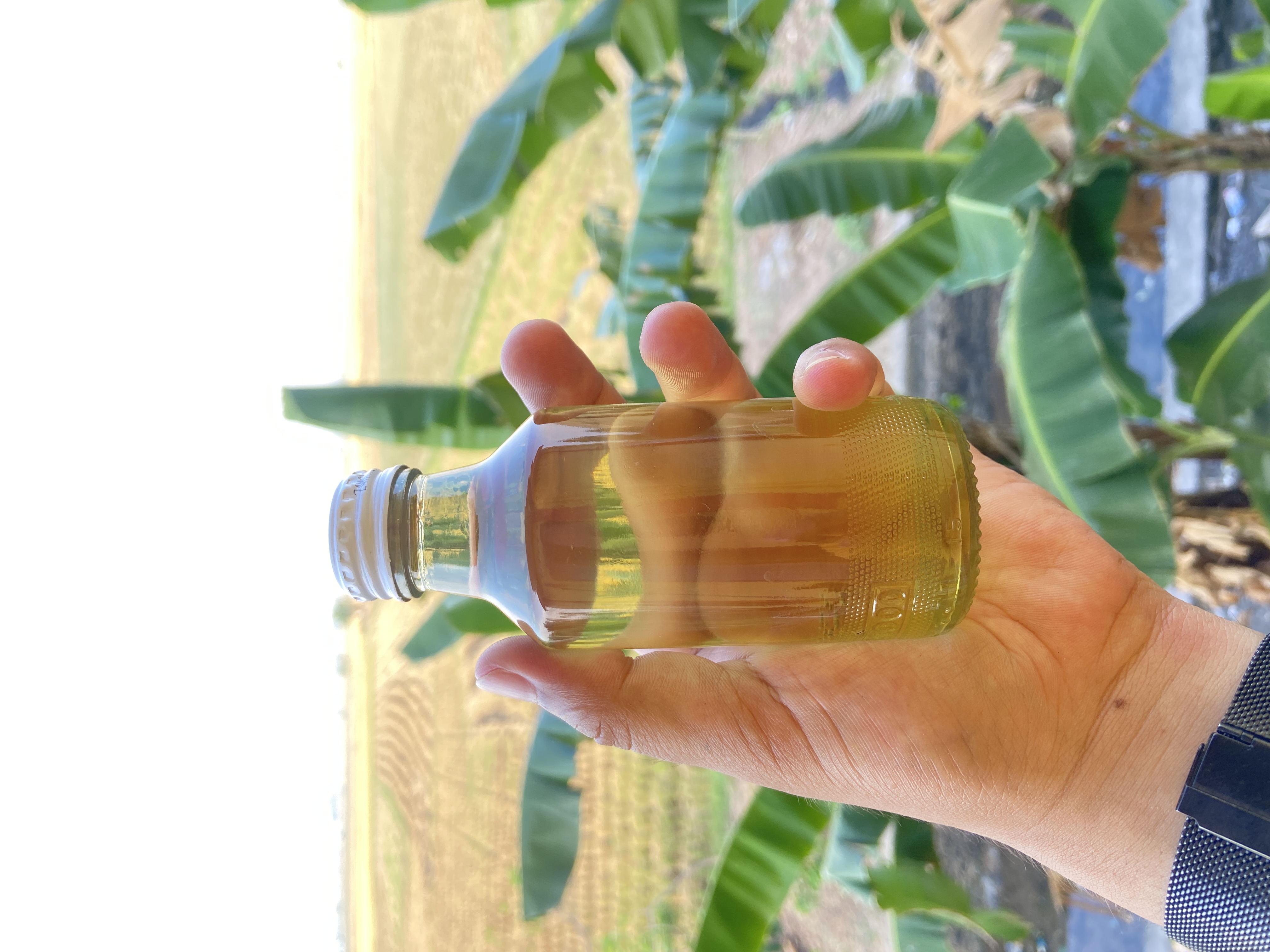 Minyak kelapa murni