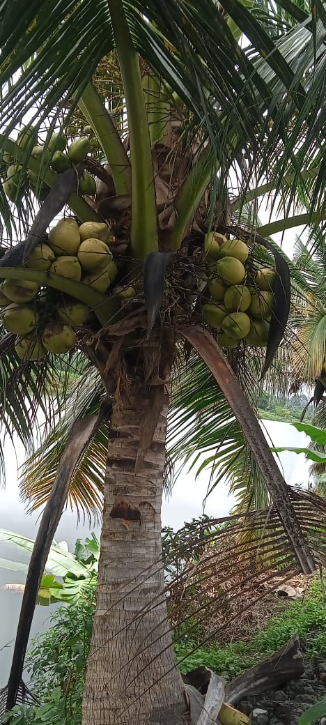 kelapa muda