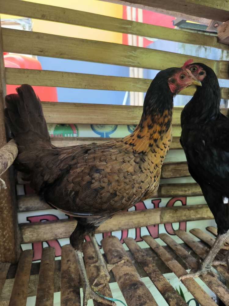 Ayam Kampung Asli