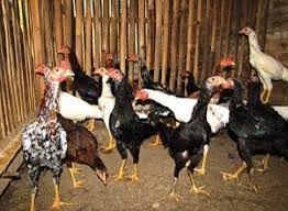 Ayam